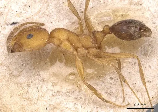 Monomorium nitidiventre specimen CASENT0904602 image casent0904602_3