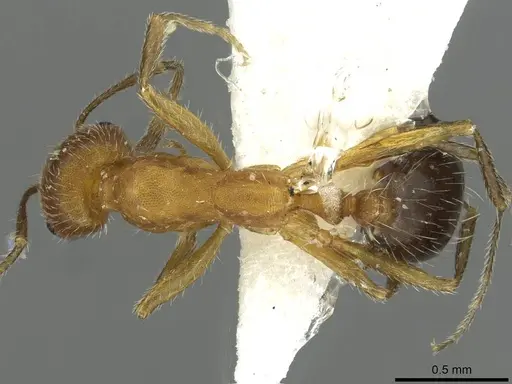 Monomorium nitidiventre specimen CASENT0913865 image casent0913865_1