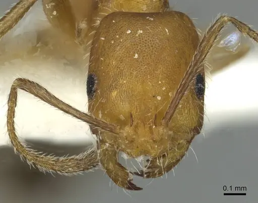 Monomorium nitidiventre specimen CASENT0913865 image casent0913865_2