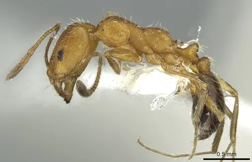 Monomorium nitidiventre specimen CASENT0913865 image casent0913865_3