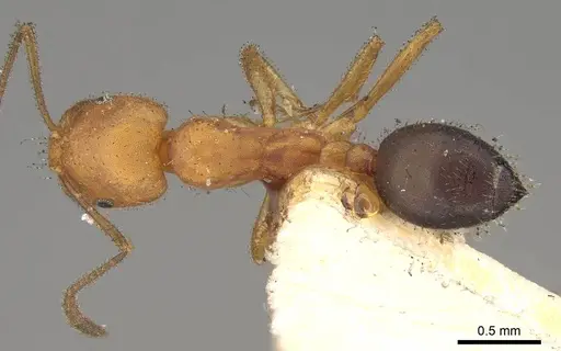 Monomorium nitidiventre specimen CASENT0914158 image casent0914158_1