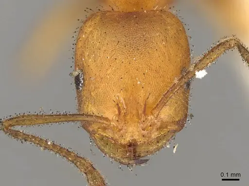 Monomorium nitidiventre specimen CASENT0914158 image casent0914158_2