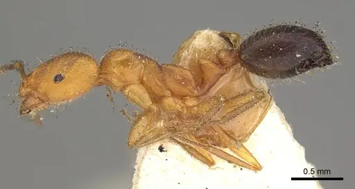 Monomorium nitidiventre specimen CASENT0914158 image casent0914158_3