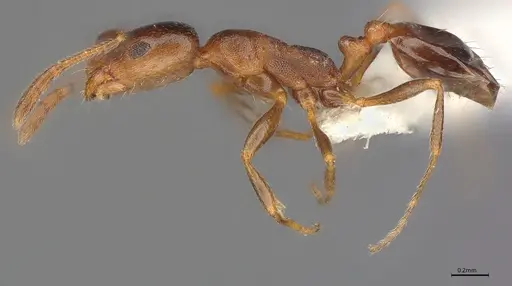 Monomorium notulum specimen CASENT0100875 image casent0100875_1