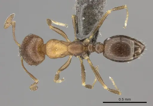 Monomorium notulum specimen CASENT0235925 image casent0235925_1