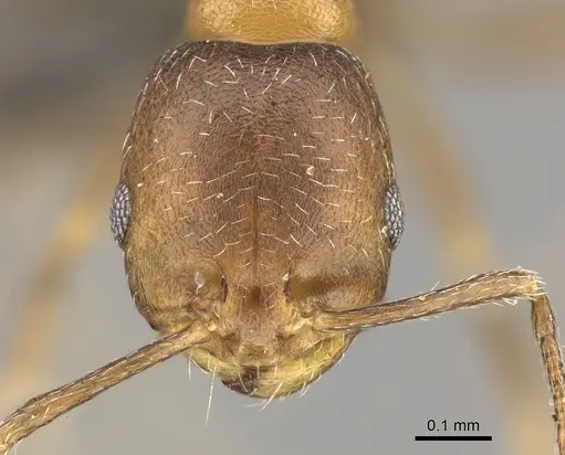 Monomorium notulum specimen CASENT0235925 image casent0235925_2