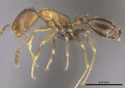 Monomorium notulum specimen CASENT0235925 image casent0235925_3