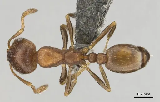 Monomorium notulum specimen CASENT0252650 image casent0252650_1