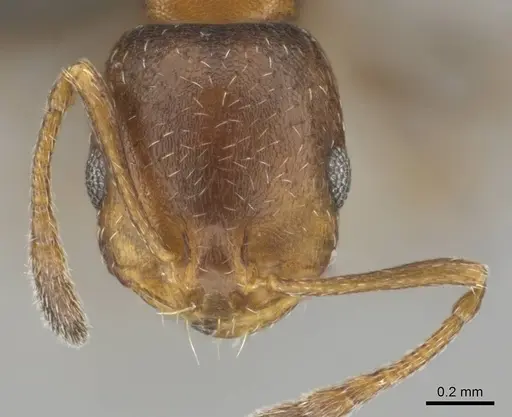 Monomorium notulum specimen CASENT0252650 image casent0252650_2