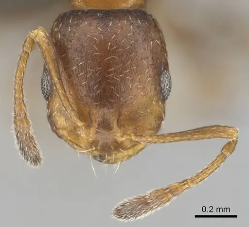 Monomorium notulum specimen CASENT0252650 image casent0252650_3