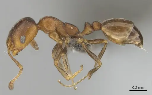 Monomorium notulum specimen CASENT0252650 image casent0252650_4