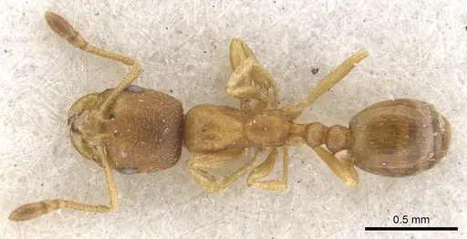 Monomorium notulum specimen CASENT0902184 image casent0902184_1