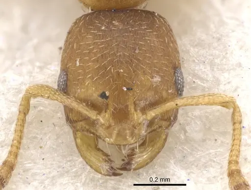 Monomorium notulum specimen CASENT0902184 image casent0902184_2