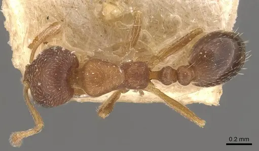 Monomorium notulum specimen CASENT0908720 image casent0908720_1