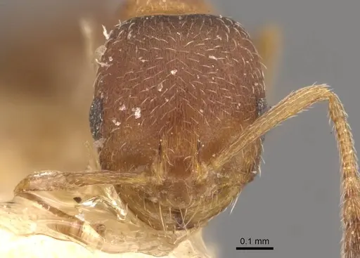 Monomorium notulum specimen CASENT0908720 image casent0908720_2