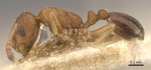 Monomorium notulum specimen CASENT0908720 image casent0908720_3