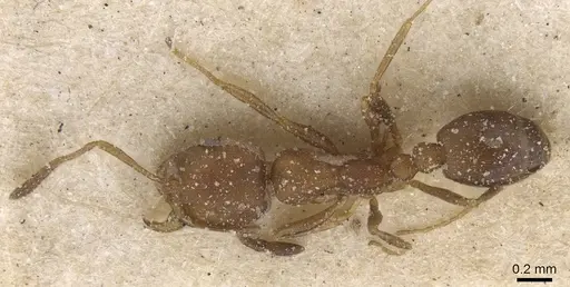 Monomorium notulum specimen CASENT0913821 image casent0913821_1
