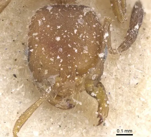 Monomorium notulum specimen CASENT0913821 image casent0913821_2