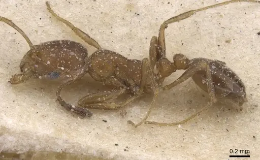 Monomorium notulum specimen CASENT0913821 image casent0913821_3