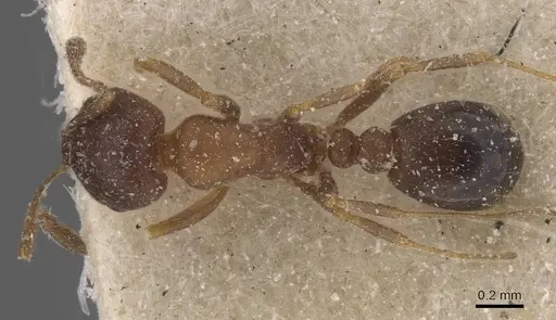 Monomorium notulum specimen CASENT0913822 image casent0913822_1