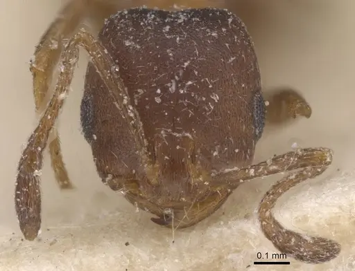 Monomorium notulum specimen CASENT0913822 image casent0913822_2