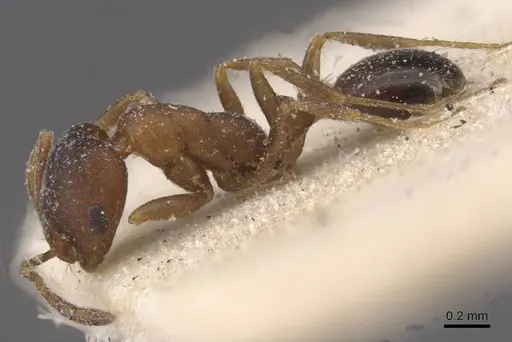 Monomorium notulum specimen CASENT0913822 image casent0913822_3