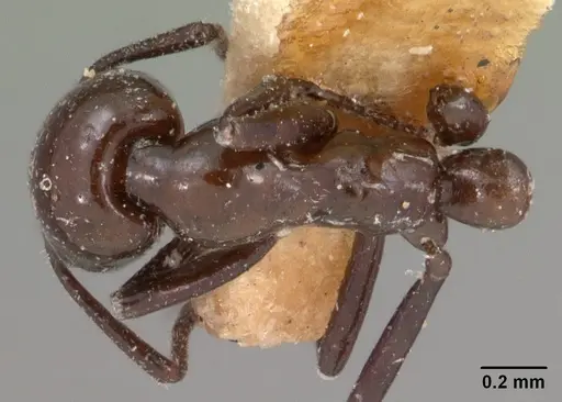 Monomorium noualhieri specimen CASENT0102061 image casent0102061_1