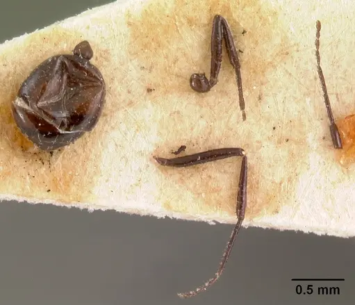 Monomorium noualhieri specimen CASENT0102061 image casent0102061_2