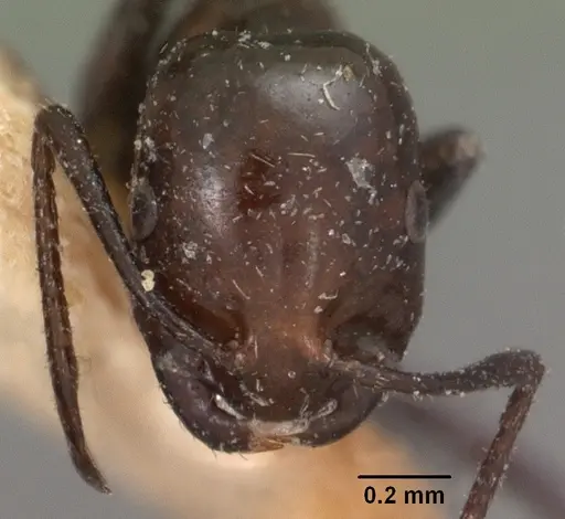 Monomorium noualhieri specimen CASENT0102061 image casent0102061_3