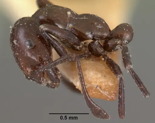 Monomorium noualhieri specimen CASENT0102061 image casent0102061_4