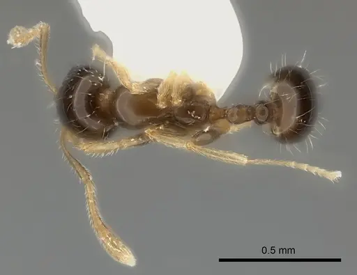Monomorium noxitum specimen CASENT0217888 image casent0217888_1