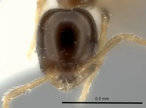 Monomorium noxitum specimen CASENT0217888 image casent0217888_2