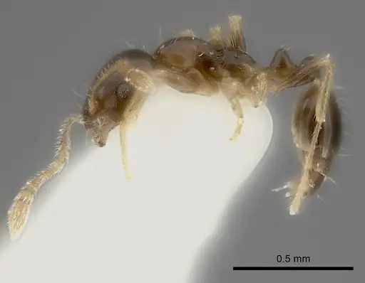 Monomorium noxitum specimen CASENT0217888 image casent0217888_3