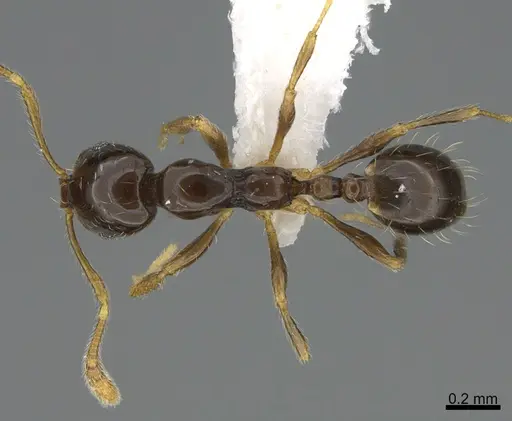 Monomorium noxitum specimen CASENT0887963 image casent0887963_1