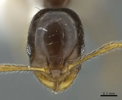 Monomorium noxitum specimen CASENT0887963 image casent0887963_2