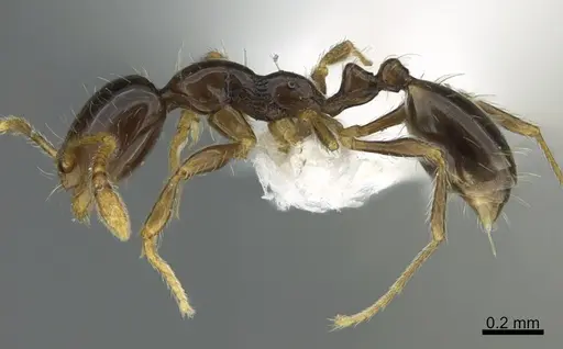 Monomorium noxitum specimen CASENT0887963 image casent0887963_3