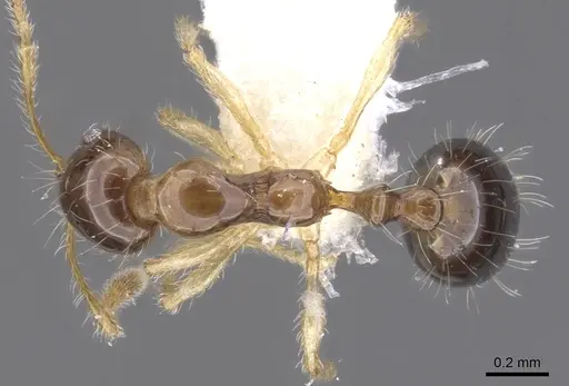 Monomorium noxitum specimen CASENT0902240 image casent0902240_1