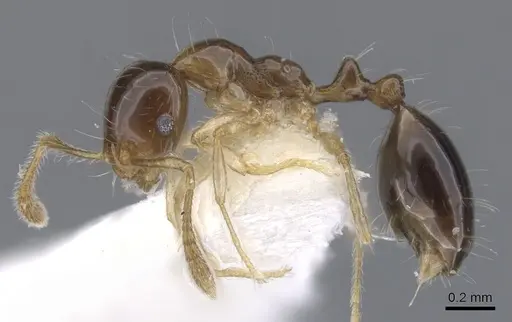 Monomorium noxitum specimen CASENT0902240 image casent0902240_3