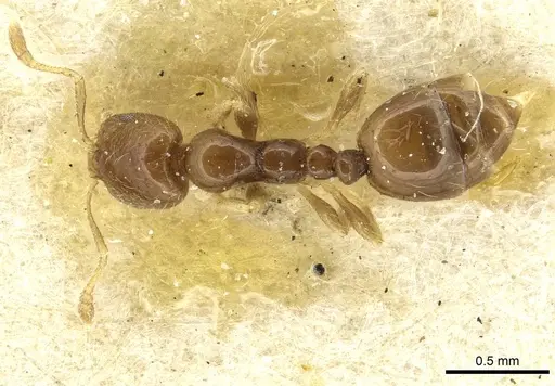 Monomorium occidentale specimen CASENT0913732 image casent0913732_1