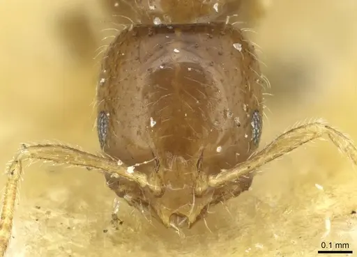 Monomorium occidentale specimen CASENT0913732 image casent0913732_2