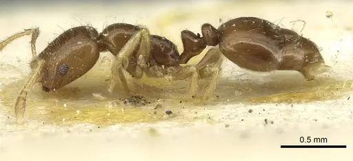 Monomorium occidentale specimen CASENT0913732 image casent0913732_3