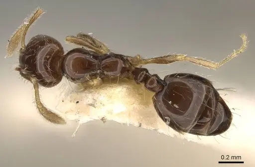 Monomorium occidentale specimen CASENT0914389 image casent0914389_1