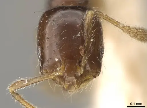 Monomorium occidentale specimen CASENT0914389 image casent0914389_2