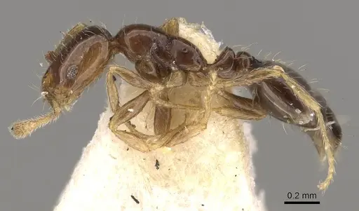 Monomorium occidentale specimen CASENT0914389 image casent0914389_3