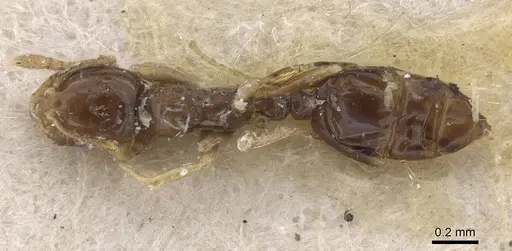 Monomorium occidentale specimen CASENT0915410 image casent0915410_1