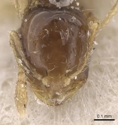 Monomorium occidentale specimen CASENT0915410 image casent0915410_2