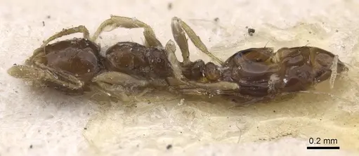 Monomorium occidentale specimen CASENT0915410 image casent0915410_3