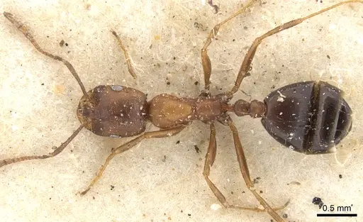 Monomorium ocellatum specimen CASENT0902198 image casent0902198_1