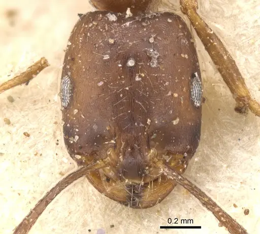 Monomorium ocellatum specimen CASENT0902198 image casent0902198_2