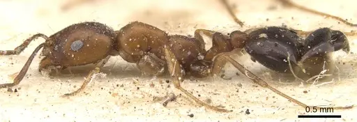 Monomorium ocellatum specimen CASENT0902198 image casent0902198_3